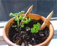 MATITA SPROUT®